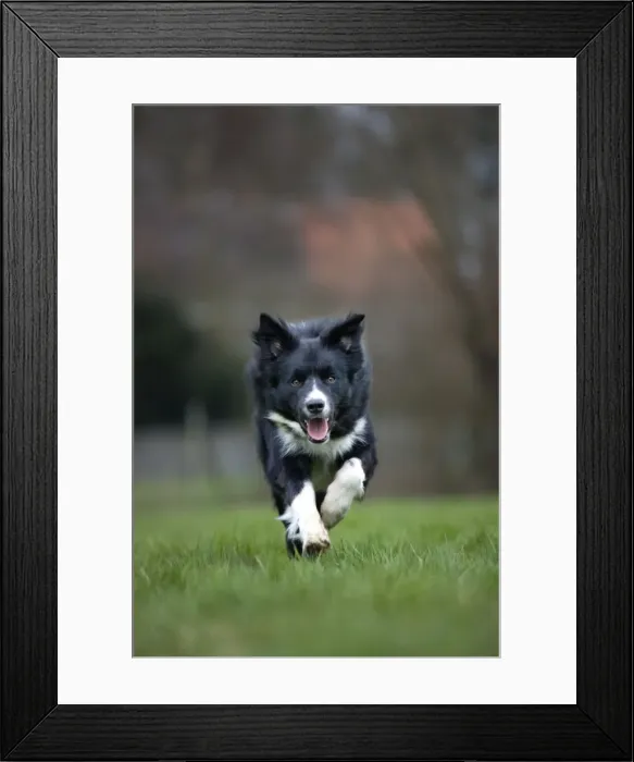 Framed Print : Dog - Border Collie - running in garden Framed Print : Dog - Border Collie - running in garden