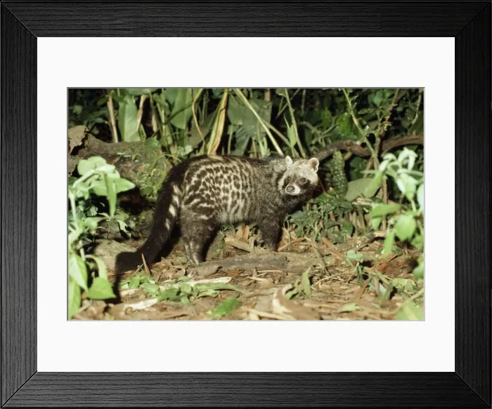 Framed Print : African Civet - Rainforest - Sierra Leone, Africa Framed Print : African Civet - Rainforest - Sierra Leone, Africa