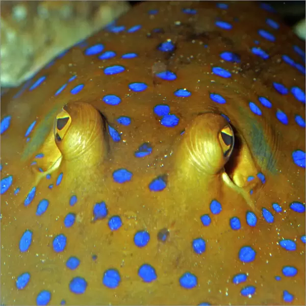 Blue Spotted Sting Ray, Indian Ocean and western Pacific