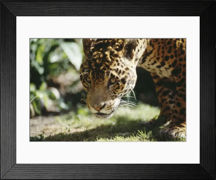 Framed Print : Male Jaguar NG 360 Close-up Panthera orca © Nick Gordon / ARDEA LONDON Framed Print : Male Jaguar NG 360 Close-up Panthera orca © Nick Gordon / ARDEA LONDON