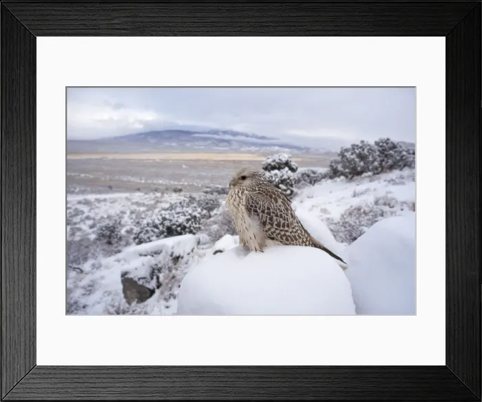 Framed Print : Gyr Falcon - in snow Framed Print : Gyr Falcon - in snow