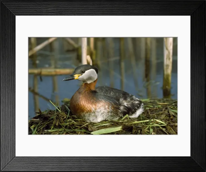 Framed Print : Red-necked Grebe - on nest Framed Print : Red-necked Grebe - on nest