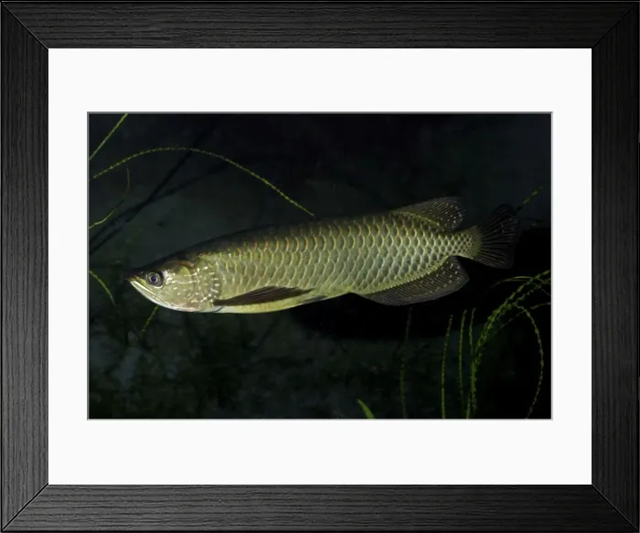 Framed Print : Spotted Arowana / Saratoga - Freshwaters, Australasia Framed Print : Spotted Arowana / Saratoga - Freshwaters, Australasia