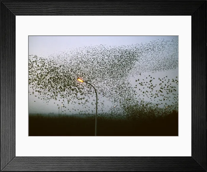 Framed Print : Starlings - flock in flight above road Framed Print : Starlings - flock in flight above road