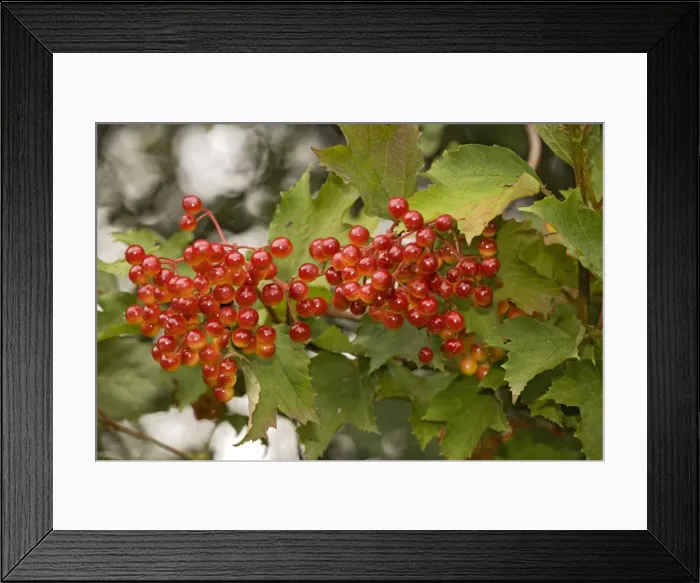 Framed Print : Guelder rose, in fruit Framed Print : Guelder rose, in fruit