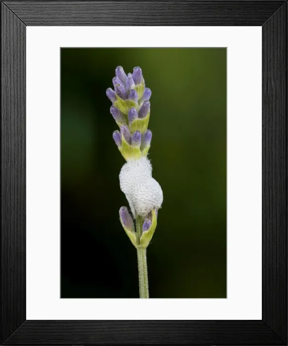 Framed Print : Froghopper / Meadow Spittlebug - with foam on Lavender flower Framed Print : Froghopper / Meadow Spittlebug - with foam on Lavender flower