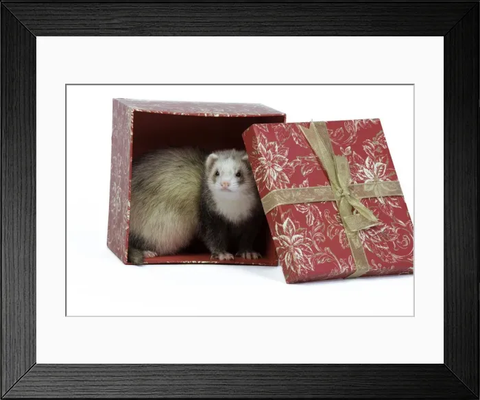 Framed Print : Ferret - sable colouration - in studio hiding in a present box Framed Print : Ferret - sable colouration - in studio hiding in a present box