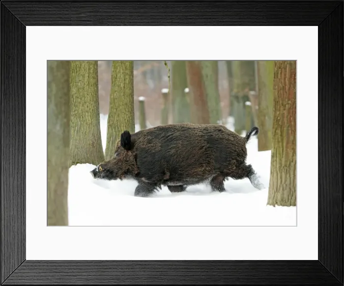 Framed Print : European Wild Pig / Boar - male running through snow covered forest - Hessen - Germany Framed Print : European Wild Pig / Boar - male running through snow covered forest - Hessen - Germany
