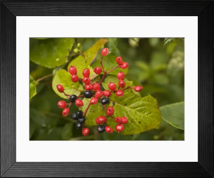 Framed Print : Wayfaring tree, in fruit Framed Print : Wayfaring tree, in fruit