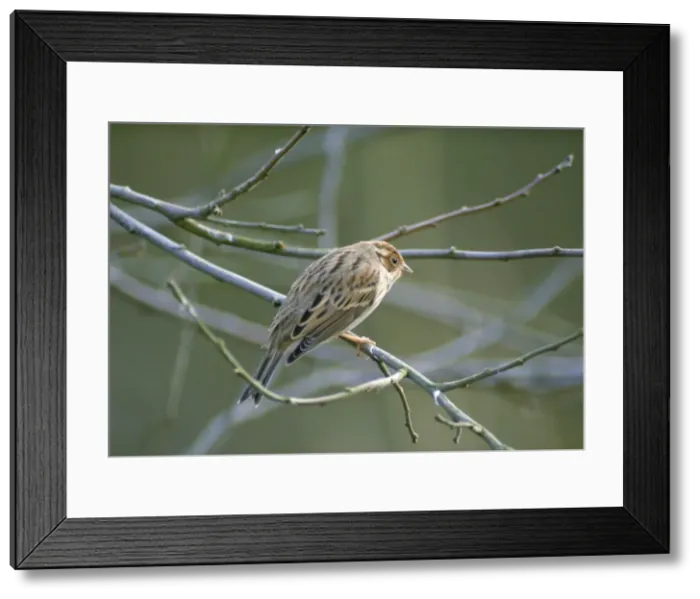 Framed Print : Little Bunting - Oxfordshire - UK Framed Print : Little Bunting - Oxfordshire - UK
