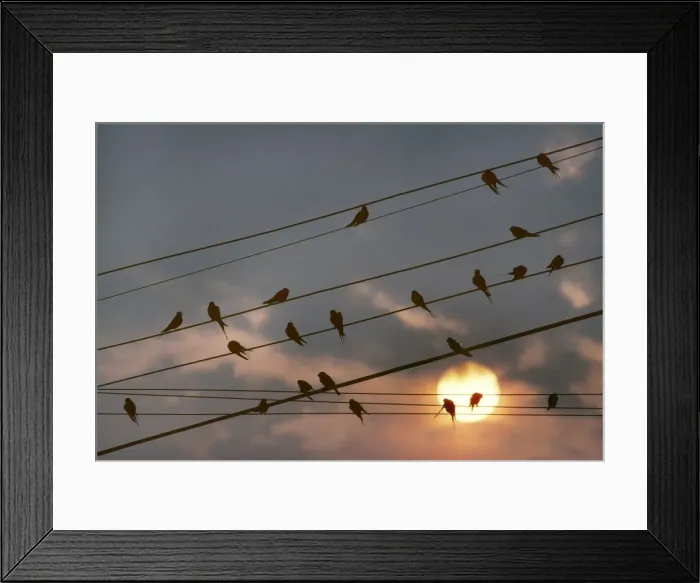 Framed Print : Barn Swallow - on wire by sunset Framed Print : Barn Swallow - on wire by sunset