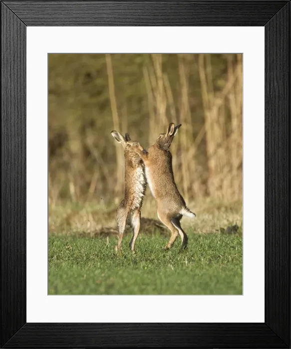 Framed Print : Brown Hares - boxing in field - Oxon - UK - February Framed Print : Brown Hares - boxing in field - Oxon - UK - February