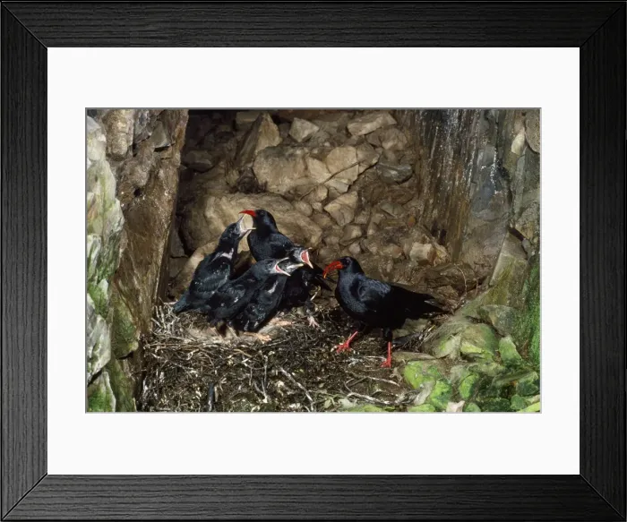Framed Print : Chough. RJCB-826. CHOUGH - at nest with young Framed Print : Chough. RJCB-826. CHOUGH - at nest with young