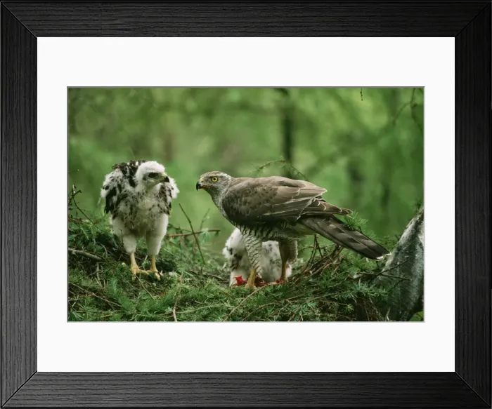 Framed Print : Goshawk - at nest feeding chicks Framed Print : Goshawk - at nest feeding chicks