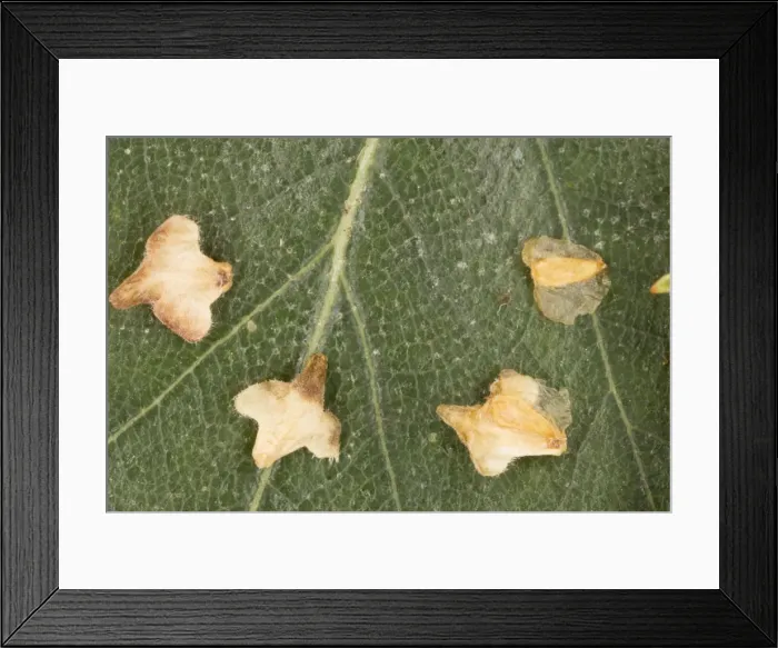 Framed Print : The winged seeds of silver birch Framed Print : The winged seeds of silver birch