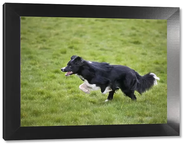 Dog - Border Collie - running in field