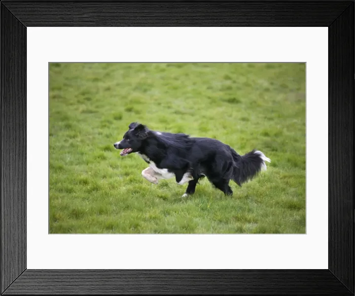 Framed Print : Dog - Border Collie - running in field Framed Print : Dog - Border Collie - running in field