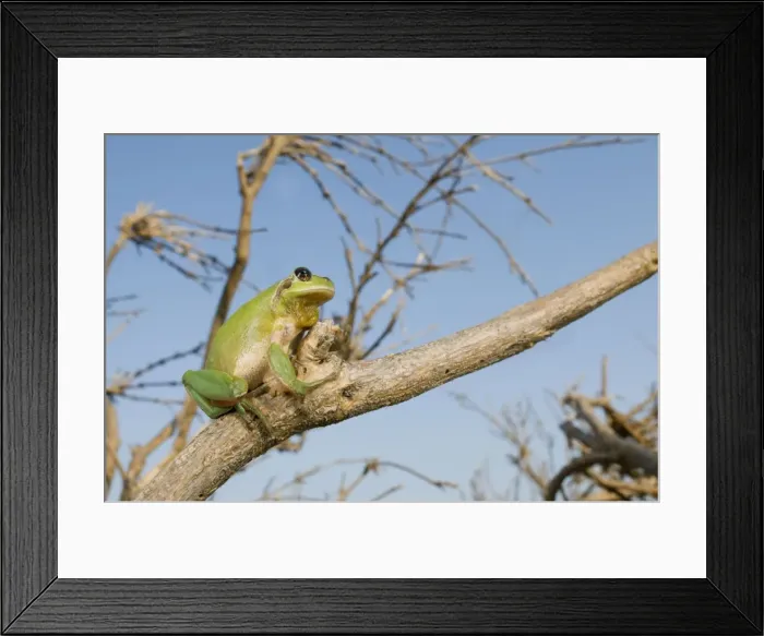 Framed Print : Stripeless Tree Frog - in habitat - North West Italy Framed Print : Stripeless Tree Frog - in habitat - North West Italy