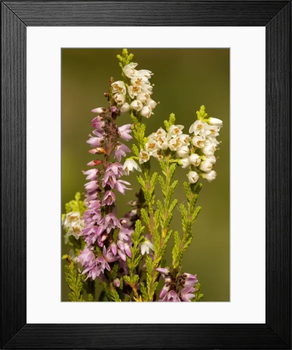 Framed Print : Common heather, or ling, in flower, with normal and white forms Framed Print : Common heather, or ling, in flower, with normal and white forms