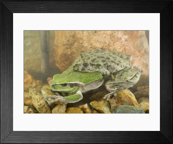 Framed Print : Parsley Frog and Stripeless Tree Frog (Hyla meridionalis) - mating - Ligury - Italy Framed Print : Parsley Frog and Stripeless Tree Frog (Hyla meridionalis) - mating - Ligury - Italy