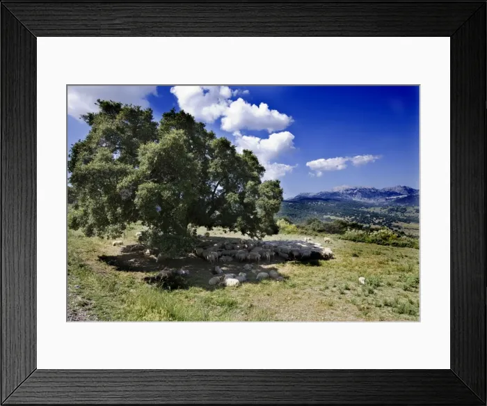 Framed Print : Sheep - sheltering in the shade of a tree Ronda Spain June Framed Print : Sheep - sheltering in the shade of a tree Ronda Spain June