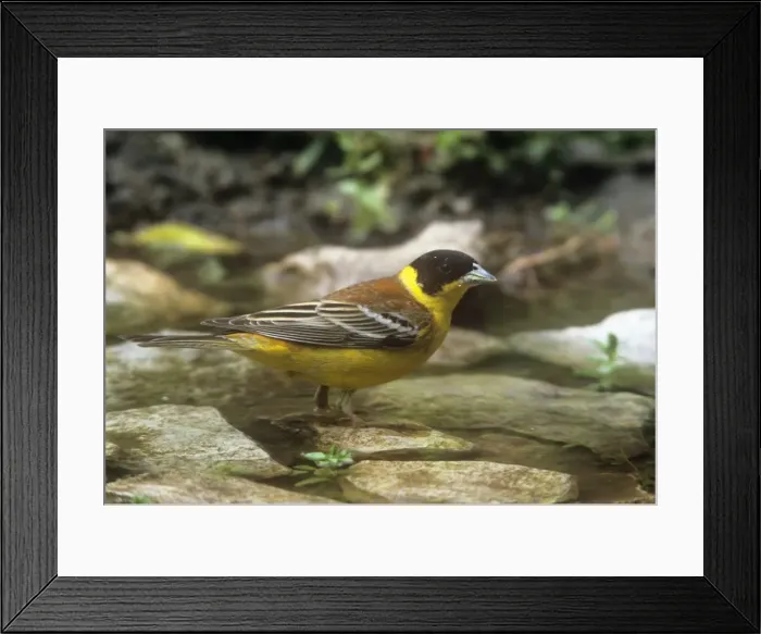 Framed Print : Black-headed Bunting - male Framed Print : Black-headed Bunting - male