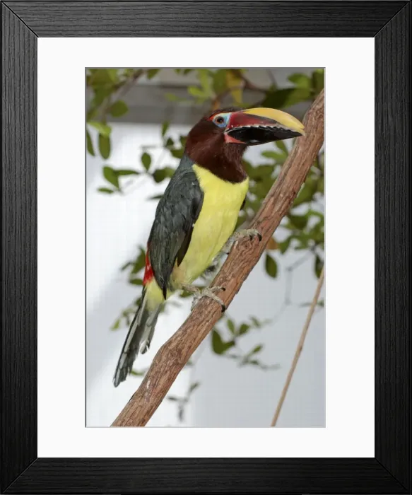 Framed Print : Chestnut-eared Aracari - forests of central South America Framed Print : Chestnut-eared Aracari - forests of central South America
