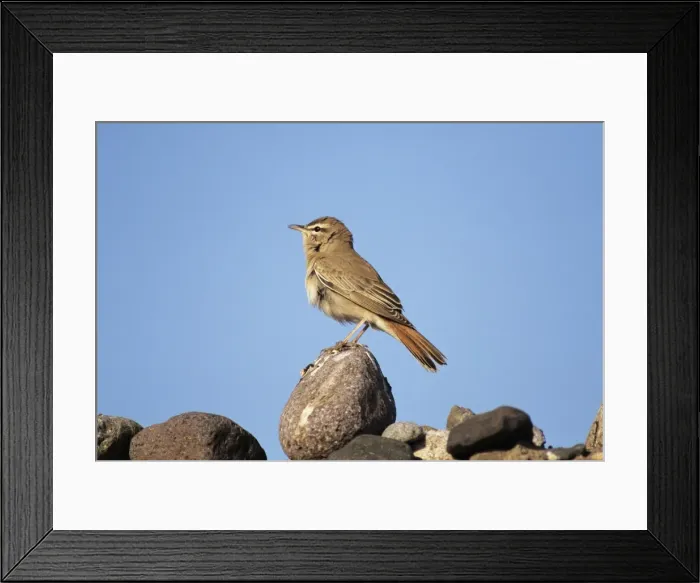 Framed Print : Rufous Bush Robin / Rufus Bush Chat Framed Print : Rufous Bush Robin / Rufus Bush Chat