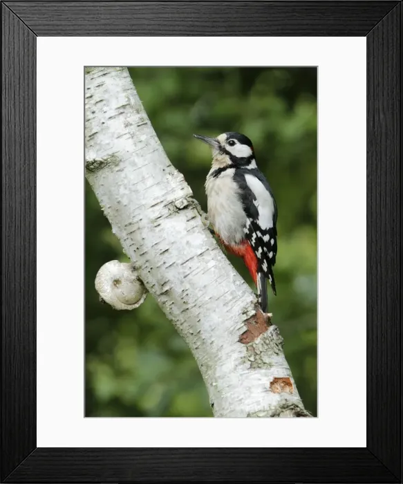 Framed Print : Great Spotted Woodpecker - perched on birch tree stem - Lower Saxony - Germany Framed Print : Great Spotted Woodpecker - perched on birch tree stem - Lower Saxony - Germany
