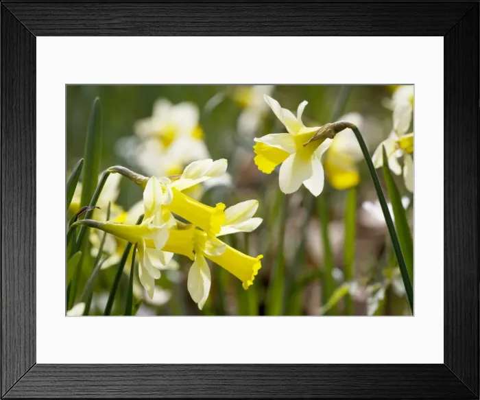 Framed Print : Wild daffodils, Narcissus pseudonarcissus. Gloucs Framed Print : Wild daffodils, Narcissus pseudonarcissus. Gloucs