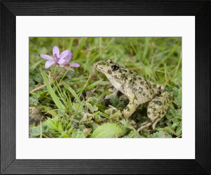 Framed Print : Parsley Frog - Ligury - Italy Framed Print : Parsley Frog - Ligury - Italy