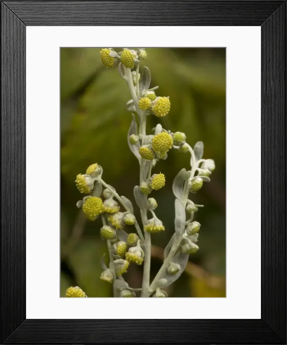 Framed Print : Sea wormwood Framed Print : Sea wormwood