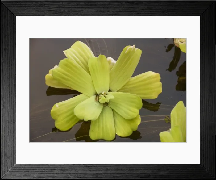 Framed Print : Water lettuce (or water cabbage) - Pistia stratiotes; a pantropical aquatic weed, of uncertain origin Framed Print : Water lettuce (or water cabbage) - Pistia stratiotes; a pantropical aquatic weed, of uncertain origin