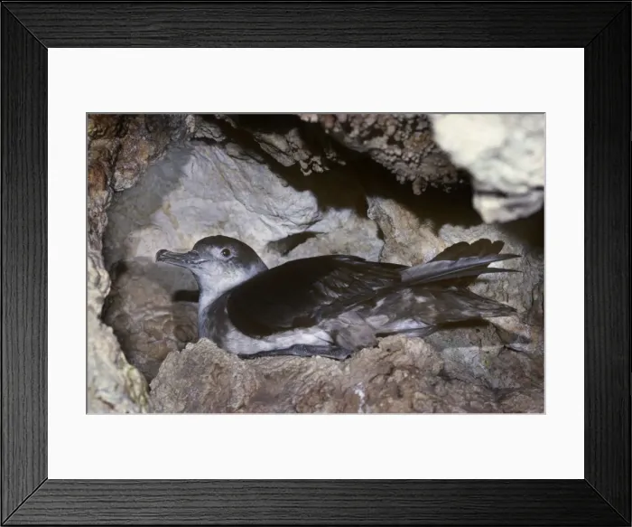 Framed Print : Balearic Shearwater - on nest in cave - Mallorca Framed Print : Balearic Shearwater - on nest in cave - Mallorca