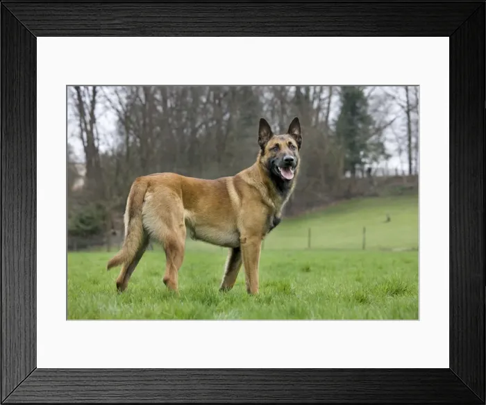 Framed Print : Malinois / Belgian Shepherd Dog Framed Print : Malinois / Belgian Shepherd Dog