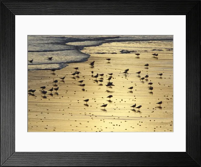 Framed Print : Black-headed Gull - flock resting on shoreline at dawn - Northumberland National Park - England Framed Print : Black-headed Gull - flock resting on shoreline at dawn - Northumberland National Park - England