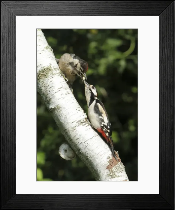 Framed Print : Great Spotted Woodpecker - feeding juvenile bird - on birch tree stem - Lower Saxony - Germany Framed Print : Great Spotted Woodpecker - feeding juvenile bird - on birch tree stem - Lower Saxony - Germany