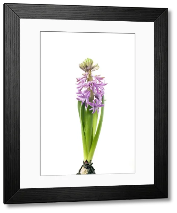 Framed Print : Hyacinth - Sequence 3 of 3 Framed Print : Hyacinth - Sequence 3 of 3