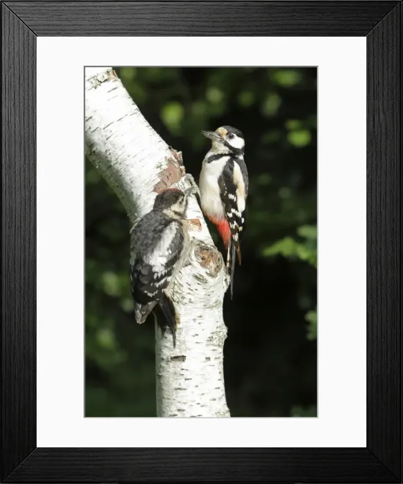 Framed Print : Great Spotted Woodpecker - with juvenile bird - on birch tree stem - Lower Saxony - Germany Framed Print : Great Spotted Woodpecker - with juvenile bird - on birch tree stem - Lower Saxony - Germany