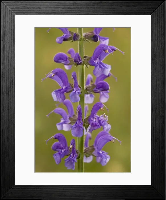 Framed Print : Meadow Clary Framed Print : Meadow Clary