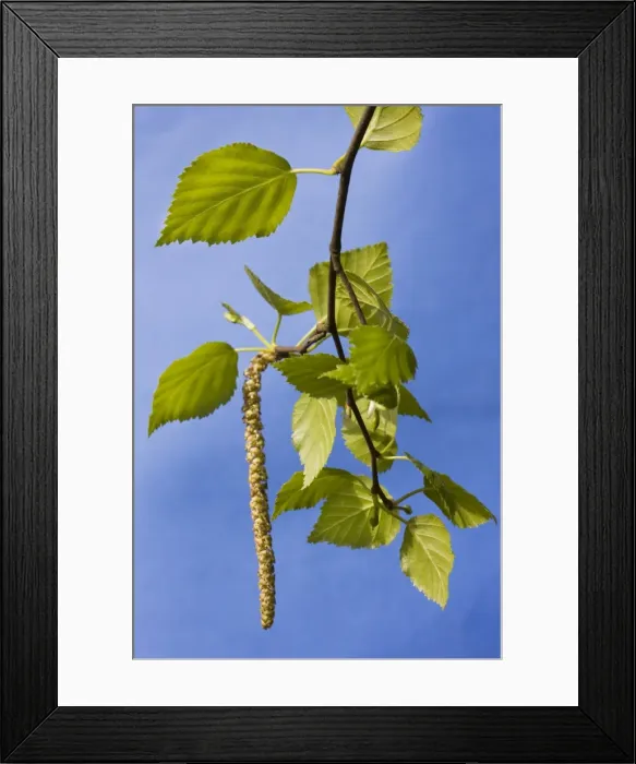 Framed Print : Birch Tree - leaves and catkins Framed Print : Birch Tree - leaves and catkins