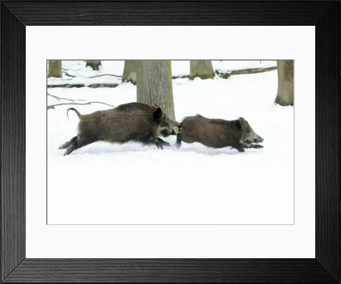 Framed Print : European Wild Pig / Boar - two sows chasing each other through snow covered forest - Hessen - Germany Framed Print : European Wild Pig / Boar - two sows chasing each other through snow covered forest - Hessen - Germany
