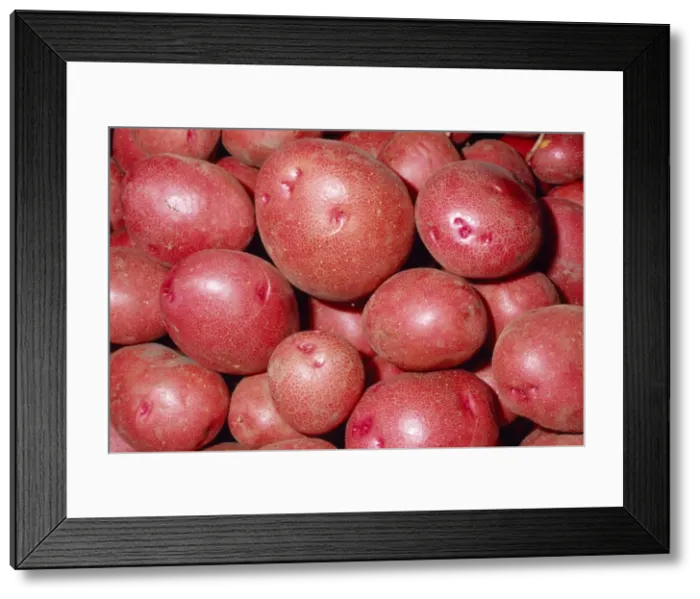 Framed Print : Potato - Red variety Fam: Solanaceae Native to Western South America Framed Print : Potato - Red variety Fam: Solanaceae Native to Western South America