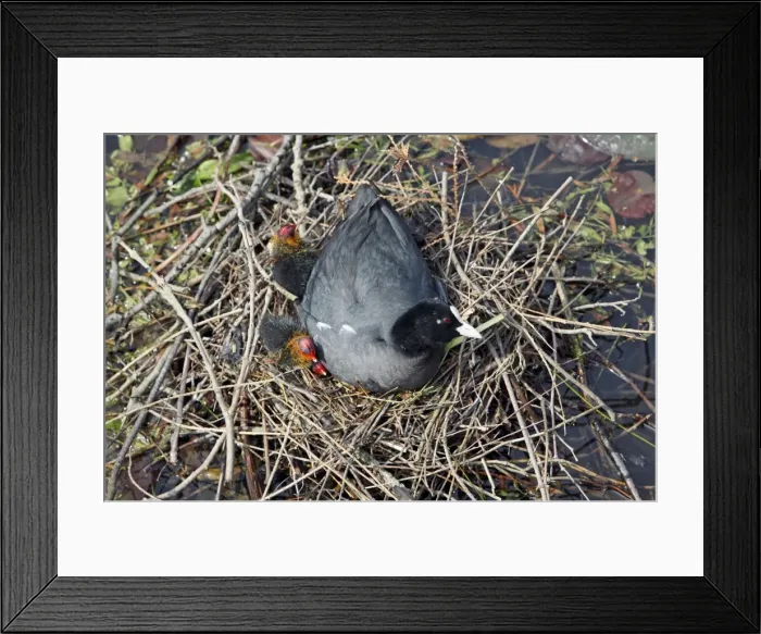 Framed Print : Coot - adult wth chicks at nest - Hessen - Germany Framed Print : Coot - adult wth chicks at nest - Hessen - Germany