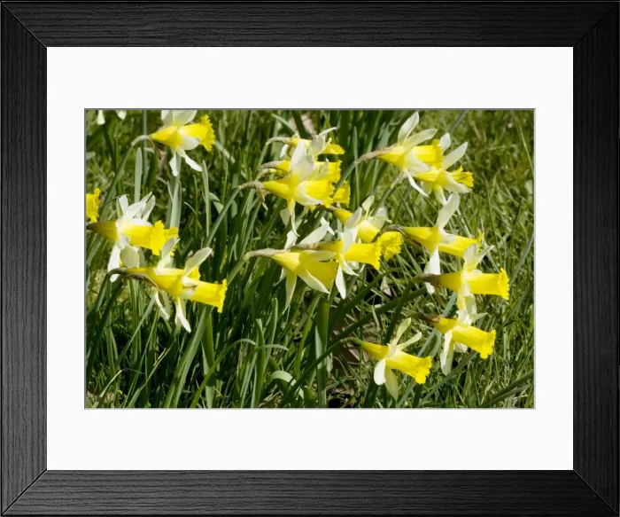 Framed Print : Wild daffodils. Narcissus pseudonarcissus, Gloucestershire Framed Print : Wild daffodils. Narcissus pseudonarcissus, Gloucestershire