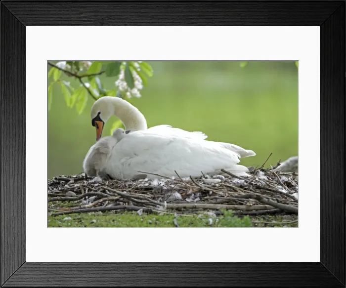 Framed Print : Mute Swan - adult with cygnet at nest - Hessen - Germany Framed Print : Mute Swan - adult with cygnet at nest - Hessen - Germany