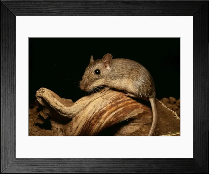 Framed Print : California Pocket Mouse MOP 370 Chaetodipus californicus © Moose Peterson / ARDEA LONDON Framed Print : California Pocket Mouse MOP 370 Chaetodipus californicus © Moose Peterson / ARDEA LONDON
