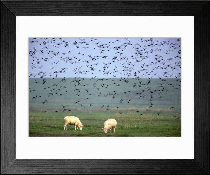Framed Print : Starlings - flock in flight above field with sheep Framed Print : Starlings - flock in flight above field with sheep