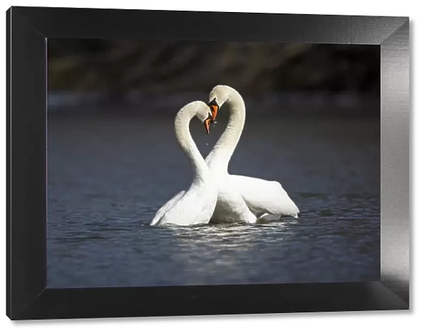 Mute Swan - pair courtship displaying on lake - Hessen - Germany
