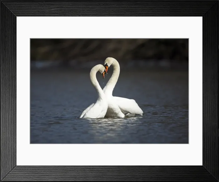 Framed Print : Mute Swan - pair courtship displaying on lake - Hessen - Germany Framed Print : Mute Swan - pair courtship displaying on lake - Hessen - Germany
